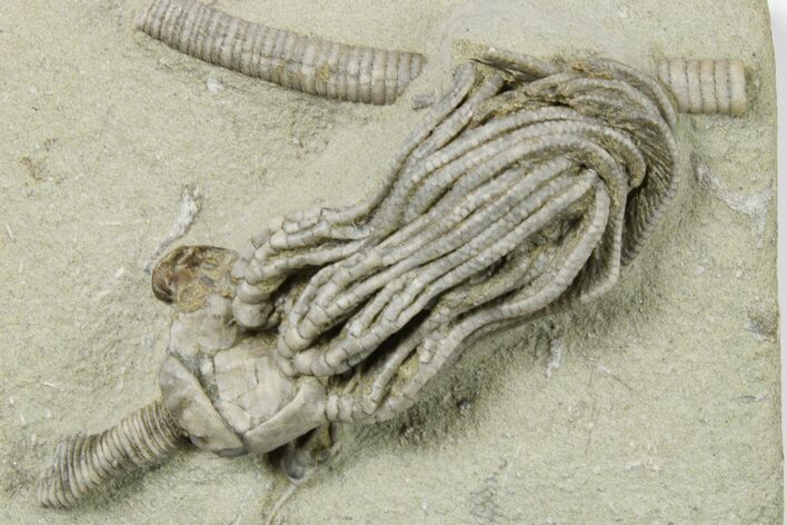 Fossil Crinoid (Platycrinites) - Crawfordsville, Indiana #263103